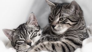 Preview wallpaper cats, kitten, couple, striped