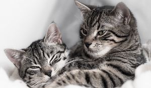 Preview wallpaper cats, kitten, couple, striped