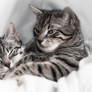 Preview wallpaper cats, kitten, couple, striped