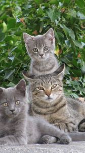 Preview wallpaper cats, kittens, greens