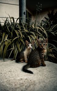 Preview wallpaper cats, kittens, leaves, plants, cute