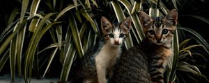 Preview wallpaper cats, kittens, leaves, plants, cute