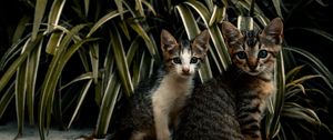 Preview wallpaper cats, kittens, leaves, plants, cute