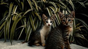 Preview wallpaper cats, kittens, leaves, plants, cute