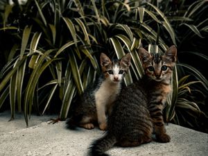 Preview wallpaper cats, kittens, leaves, plants, cute