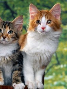 Preview wallpaper cats, kittens, sitting, furry, spotted