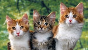 Preview wallpaper cats, kittens, sitting, furry, spotted