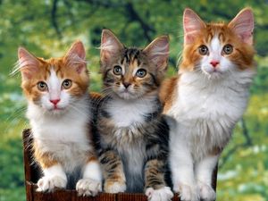 Preview wallpaper cats, kittens, sitting, furry, spotted