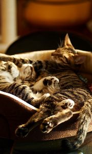 Preview wallpaper cats lie, steam, kittens, sleeping