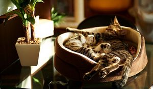 Preview wallpaper cats lie, steam, kittens, sleeping