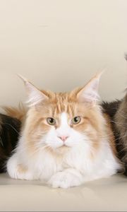 Preview wallpaper cats, maine coon, three, beautiful, fluffy