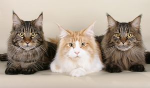 Preview wallpaper cats, maine coon, three, beautiful, fluffy