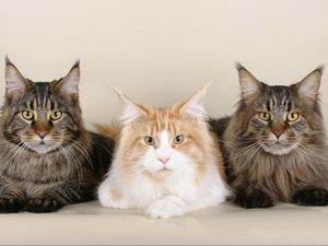 Preview wallpaper cats, maine coon, three, beautiful, fluffy