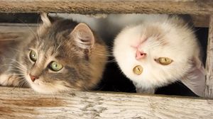 Preview wallpaper cats, muzzle, couple, wooden, planks