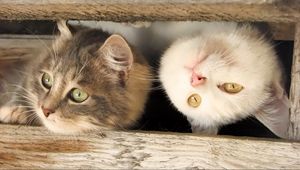 Preview wallpaper cats, muzzle, couple, wooden, planks