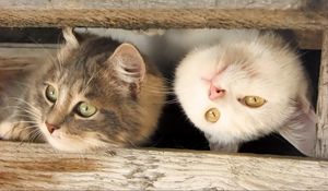 Preview wallpaper cats, muzzle, couple, wooden, planks