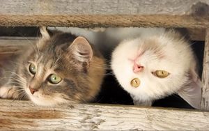 Preview wallpaper cats, muzzle, couple, wooden, planks