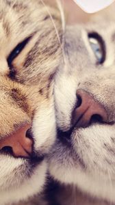 Preview wallpaper cats, muzzle, kindness, gentleness, caring