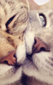 Preview wallpaper cats, muzzle, kindness, gentleness, caring