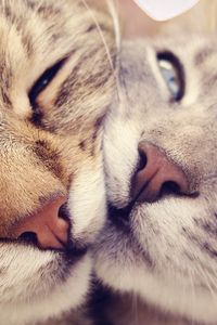 Preview wallpaper cats, muzzle, kindness, gentleness, caring