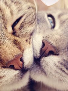 Preview wallpaper cats, muzzle, kindness, gentleness, caring