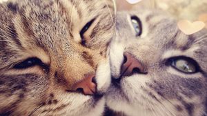 Preview wallpaper cats, muzzle, kindness, gentleness, caring