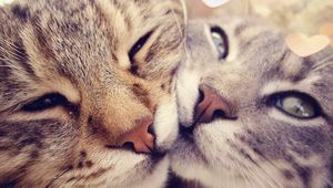 Preview wallpaper cats, muzzle, kindness, gentleness, caring