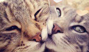 Preview wallpaper cats, muzzle, kindness, gentleness, caring