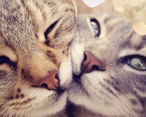 Preview wallpaper cats, muzzle, kindness, gentleness, caring