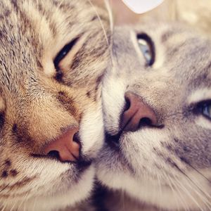 Preview wallpaper cats, muzzle, kindness, gentleness, caring