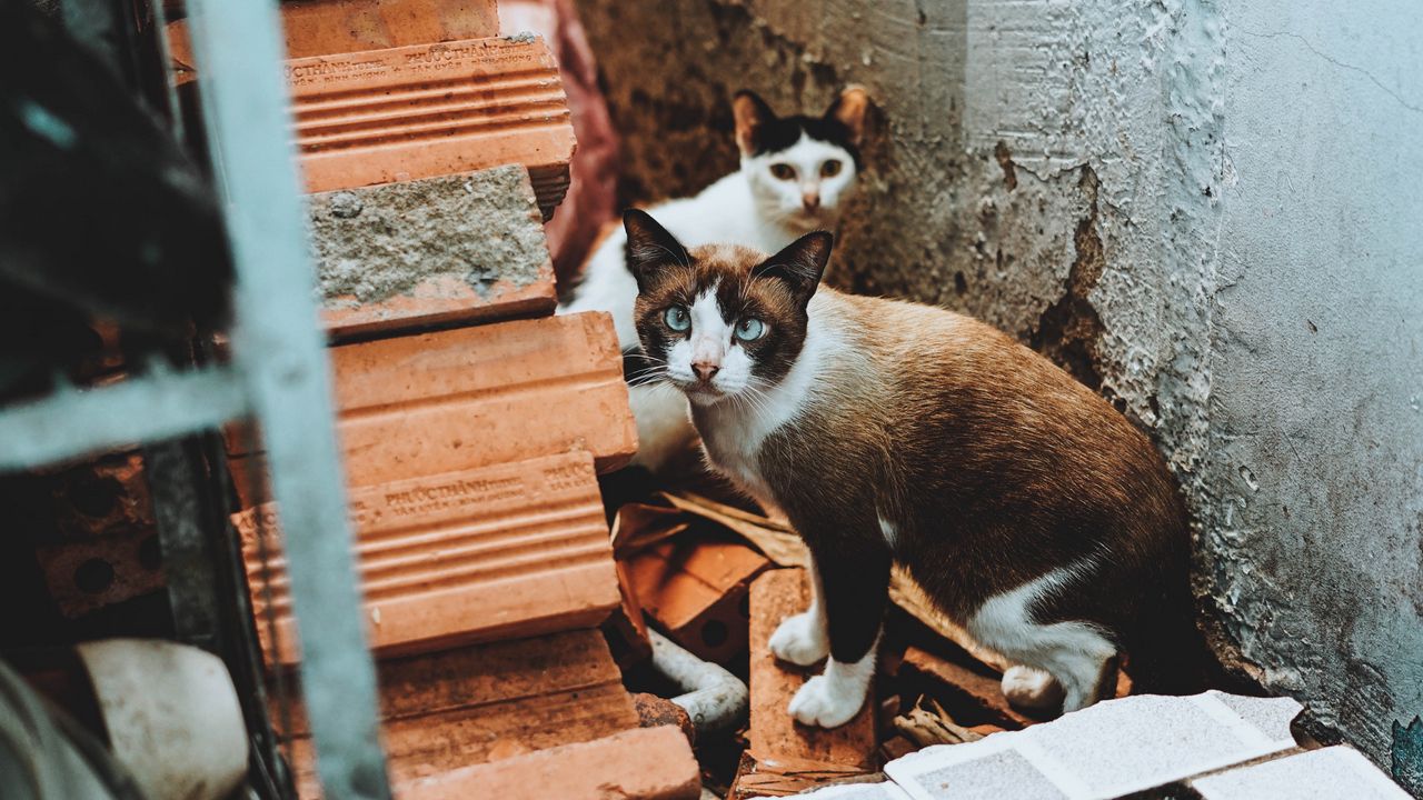 Wallpaper cats, outside, ruins