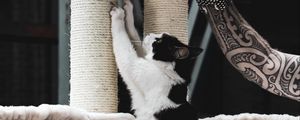 Preview wallpaper cats, pets, animals, cute
