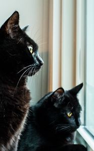 Preview wallpaper cats, pets, animals, black