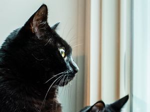 Preview wallpaper cats, pets, animals, black