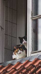 Preview wallpaper cats, pets, animals, window, watching