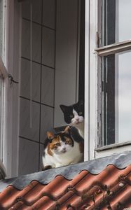 Preview wallpaper cats, pets, animals, window, watching