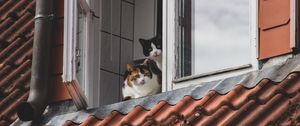 Preview wallpaper cats, pets, animals, window, watching