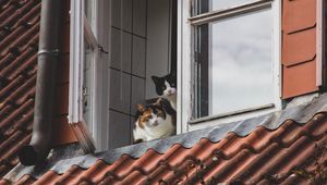 Preview wallpaper cats, pets, animals, window, watching