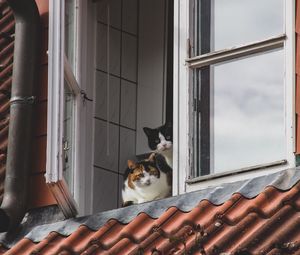 Preview wallpaper cats, pets, animals, window, watching