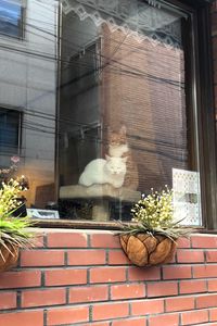 Preview wallpaper cats, pets, window, glass, watching