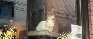 Preview wallpaper cats, pets, window, glass, watching