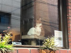 Preview wallpaper cats, pets, window, glass, watching