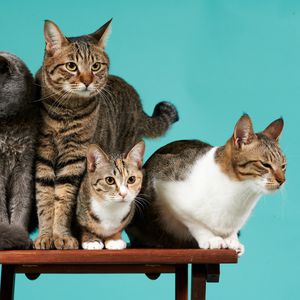 Preview wallpaper cats, photoshoot, four