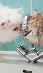 Preview wallpaper cats, steam, water, sink, drop
