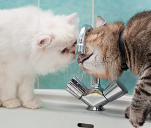 Preview wallpaper cats, steam, water, sink, drop