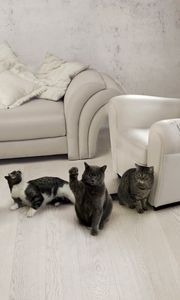 Preview wallpaper cats, three, furniture, sofa, chair, room, interior