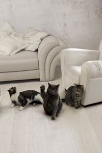 Preview wallpaper cats, three, furniture, sofa, chair, room, interior