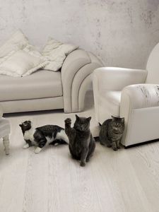 Preview wallpaper cats, three, furniture, sofa, chair, room, interior