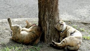 Preview wallpaper cats, tree, lie down