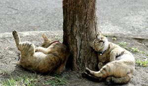 Preview wallpaper cats, tree, lie down